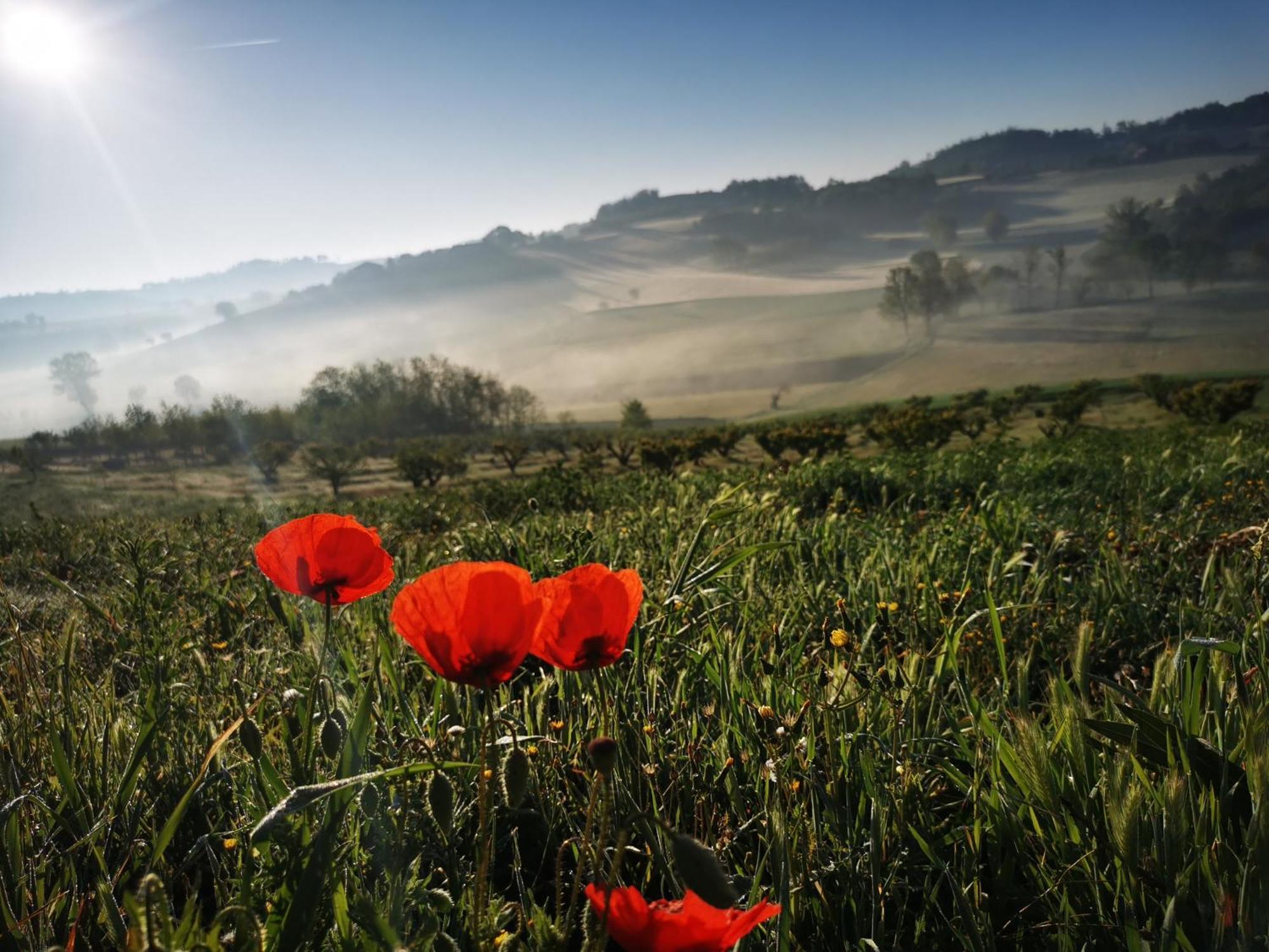 Azienda Agricola Tenuta Del Barone Calliano  ภายนอก รูปภาพ